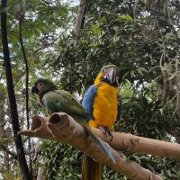 dtsncautacin de fauna 01